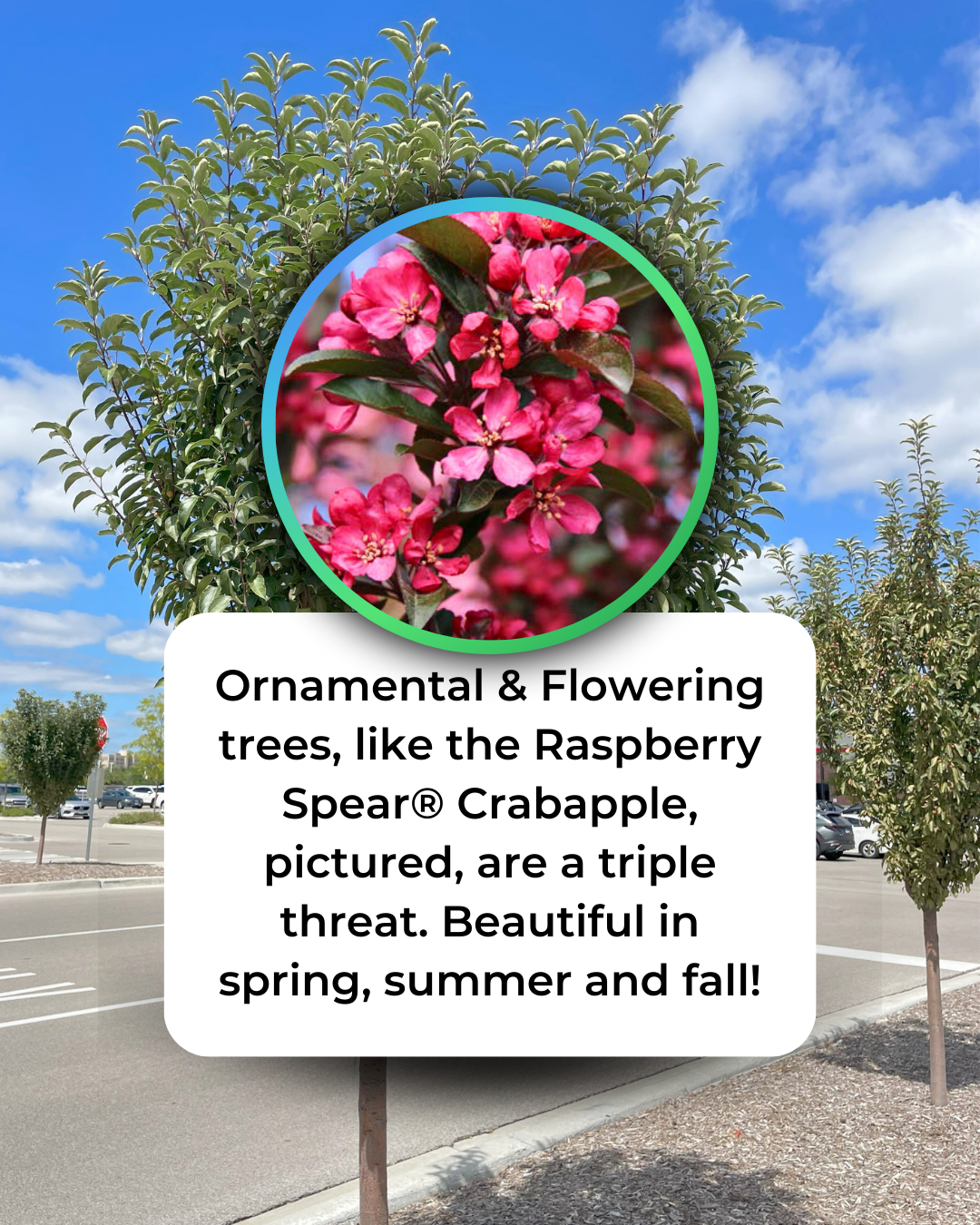 Raspberry Spear Crabapple growing in a parking lot island with an inset of it's bright pinkish-purple flowers.